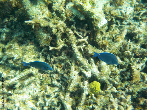 Two tiny blue fish swim among yellow and other corals