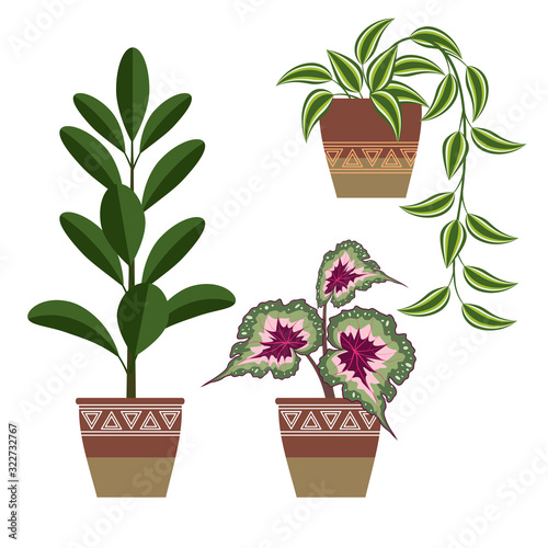 set of indoor decorative plants, three pieces. ficus, begonia and tradescantia in flower pots.  the flat pattern. vector illustration. EPS 10.
