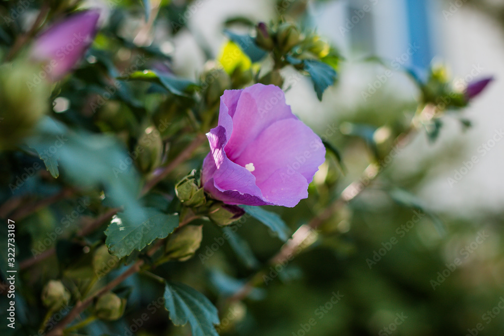 Beauty of healthy backgrounds with foliage, green grass and bokeh. summer background. the flower is beautiful and the background is blurry. spring holiday. international women's day .March 8 Beauty of healthy backgrounds with foliage, green grass and bokeh. summer background. the flower is beautiful and the background is blurry. spring holiday. international women's day .March 8