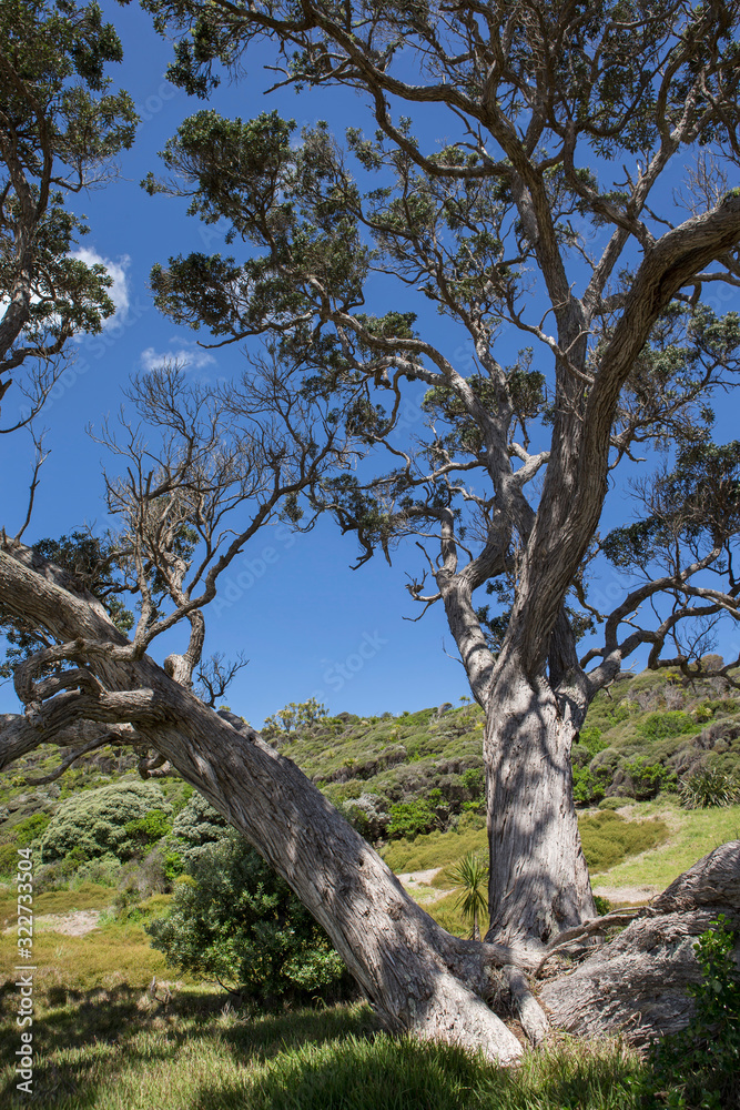 Tree at Tāwharanui Regional Park. Anchor Bay. Omaha bay. New Zealand