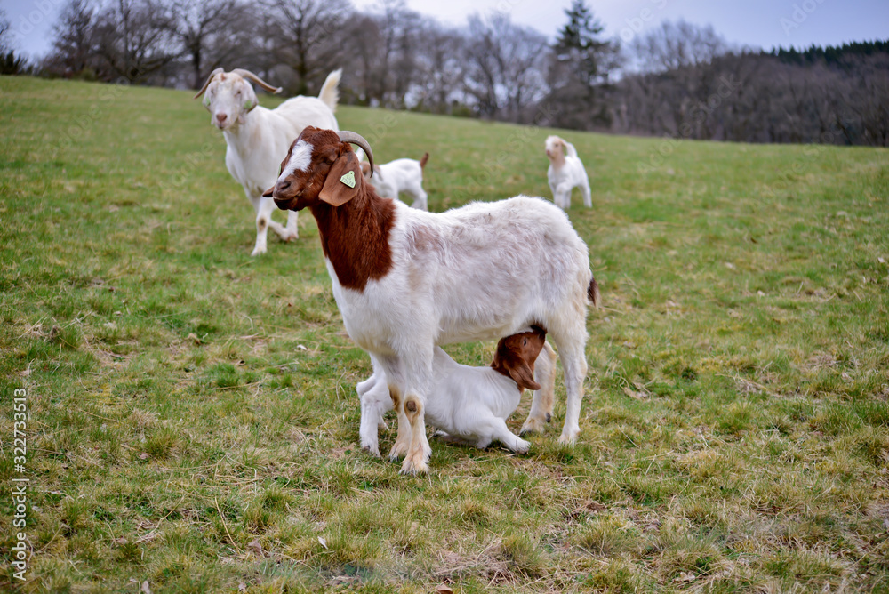 mother goat feeding baby in meadow
