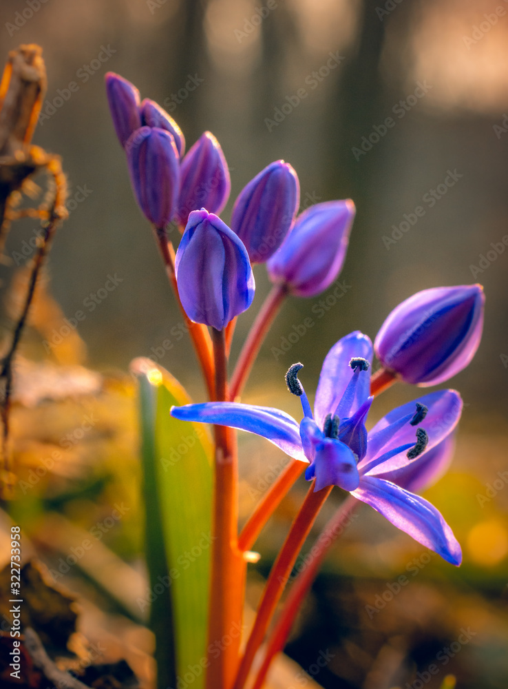 Snowdrop Snowdrop