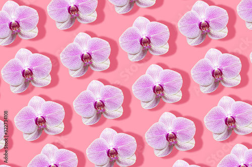 white and magenta orchids with prominent shadow pattern on a pink background
