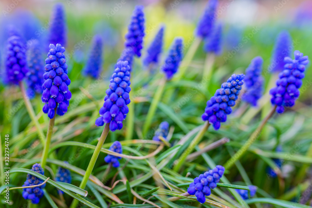 Blooming spring flowers in the garden.