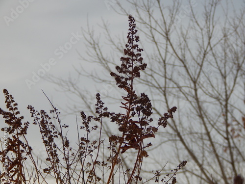 dry grass on a background of sergo sky and bare tree branches in the pink light of spring sunset photo