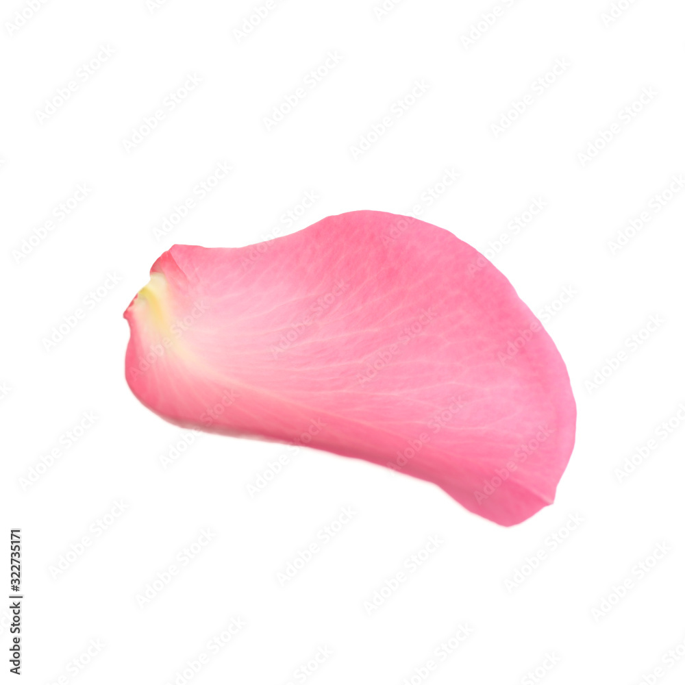 Fresh pink rose petal isolated on white
