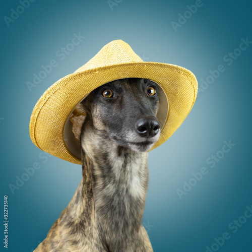 hund whippet portrait studio cowboy 