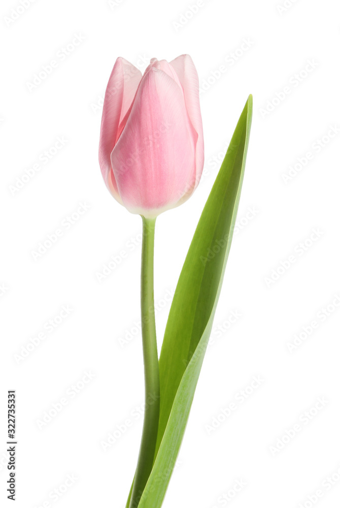 Beautiful pink spring tulip on white background Beautiful pink spring tulip on white background