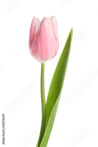 Beautiful pink spring tulip on white background