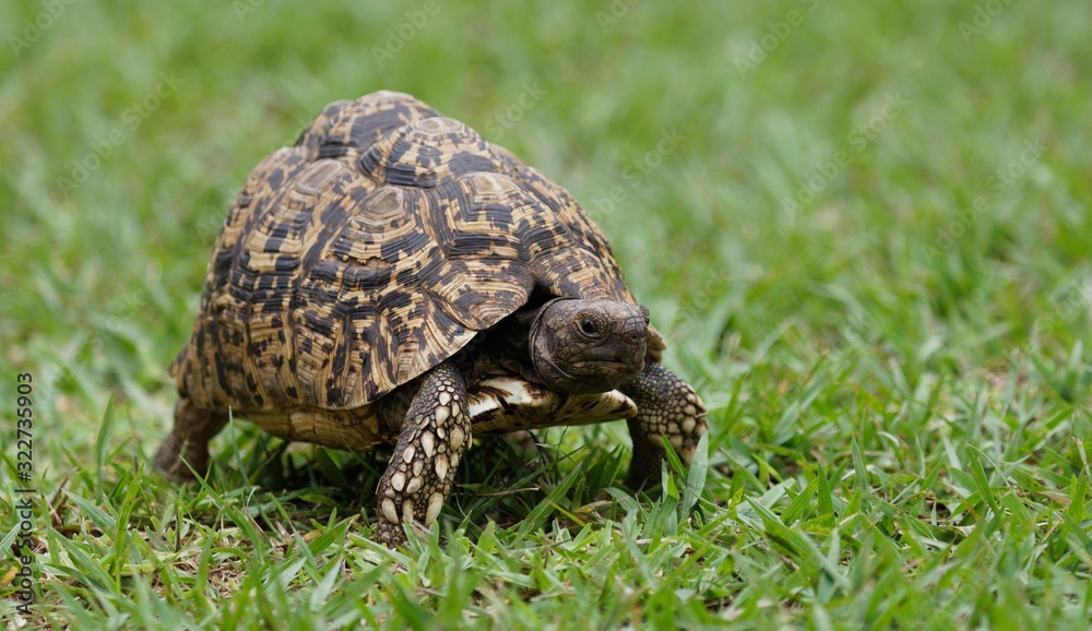 Leopard Tortoise walking on lush green grass-Image Leopard Tortoise walking on lush green grass-Image