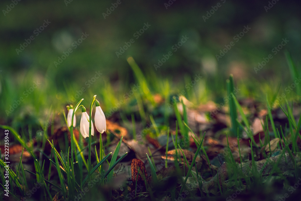 Snowdrop Snowdrop