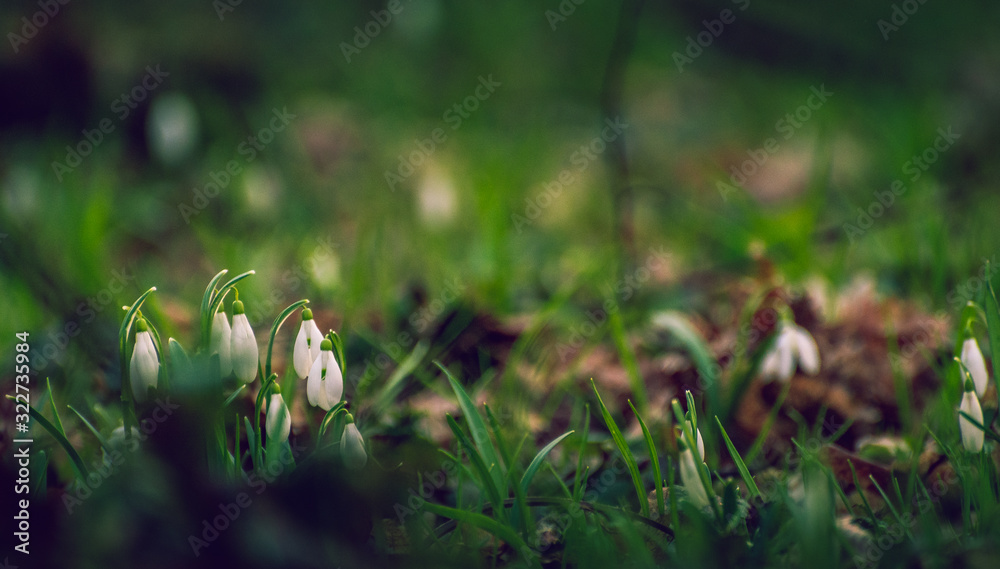 Snowdrop Snowdrop