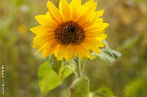 Sunflower in a field in summer