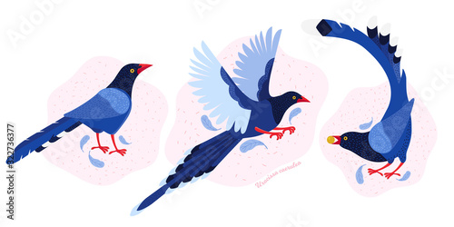 Taiwan azure magpie. Set exotic birds of Taiwan and of Asia. Urocissa caerulea. Cute Blue cartoon bird a in different poses and movements. Hand drawn vector flat illustration in Scandinavian style.