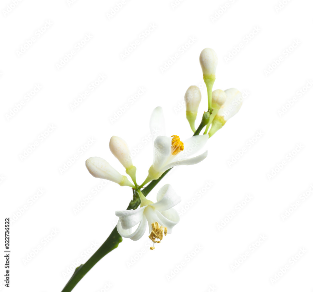 Branch of beautiful citrus flower isolated on white Branch of beautiful citrus flower isolated on white
