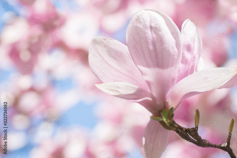 Fototapeta premium Beautiful blossoming pink magnolia flower in pastel, delicate colors