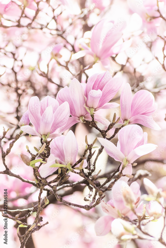 Beautiful pink magnolia. Spring floral background