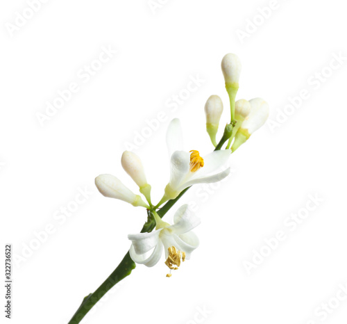 Branch of beautiful citrus flower isolated on white