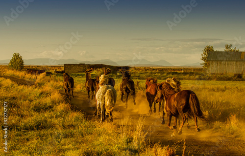 Running Icelandic horses  in the sunset   © Anna