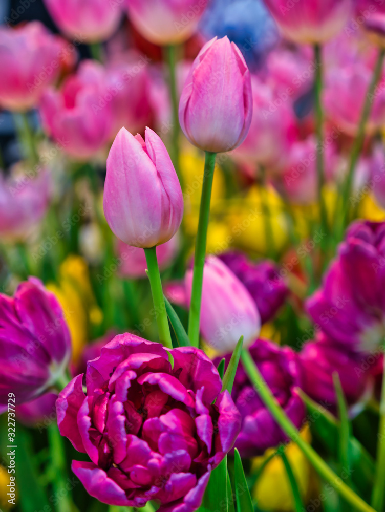 Group of pink tulips in the indoor garden.