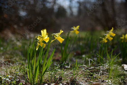 Fototapeta Naklejka Na Ścianę i Meble -  Yellow Narcissus daffodil on a green background.