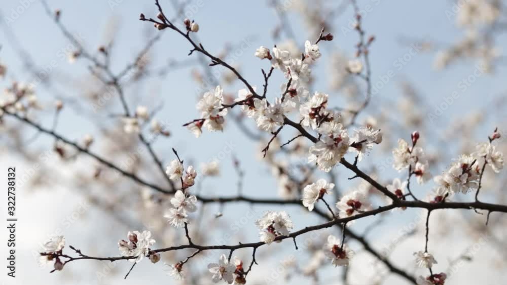 Beautiful flowering apricot tree in spring time in forest Beautiful flowering apricot tree in spring time in forest