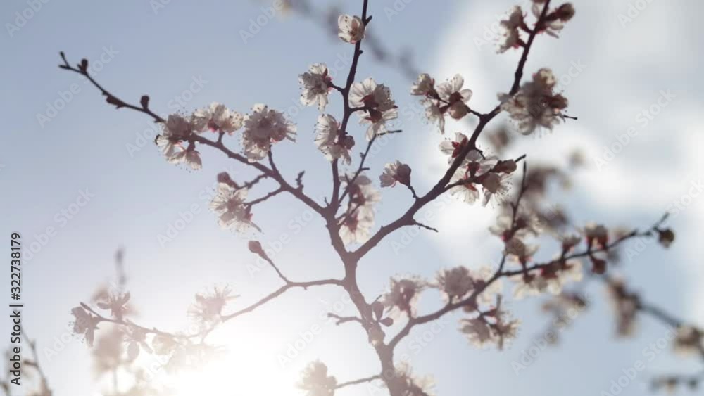 Beautiful flowering apricot tree in spring time in forest Beautiful flowering apricot tree in spring time in forest