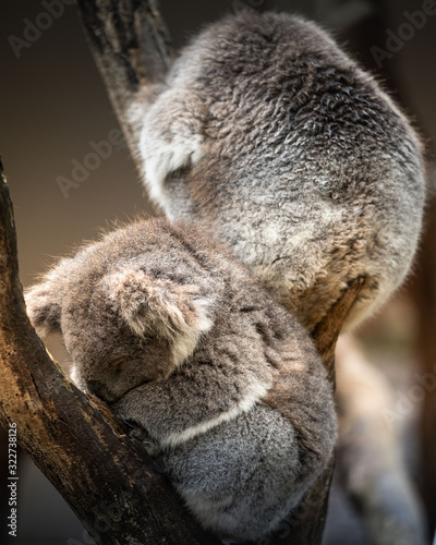 Canvas Print koalas in tree