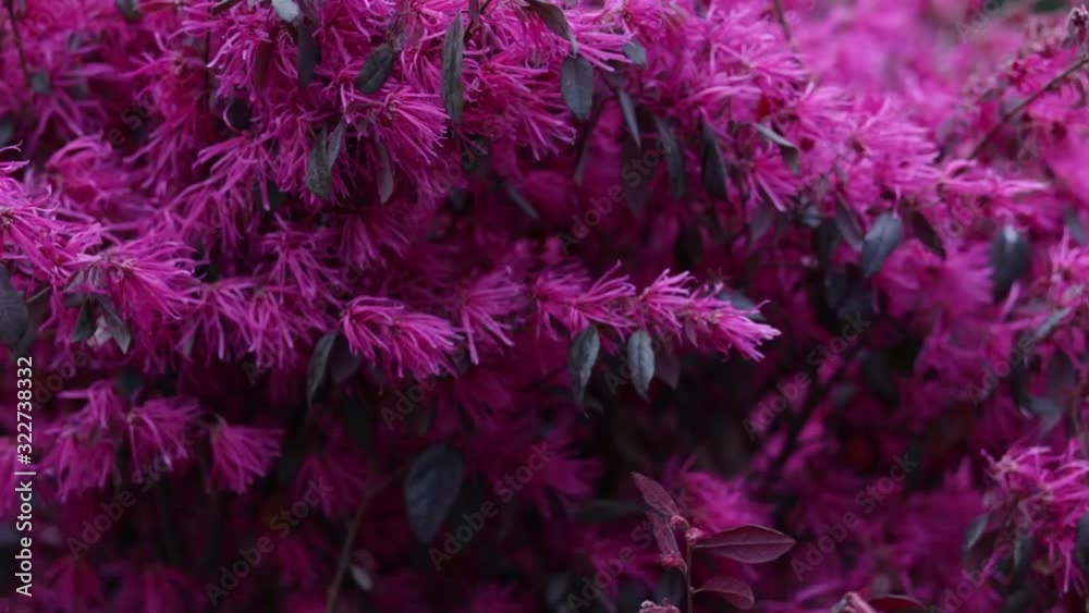 blooming pink flowers on the Bush close-up in the spring