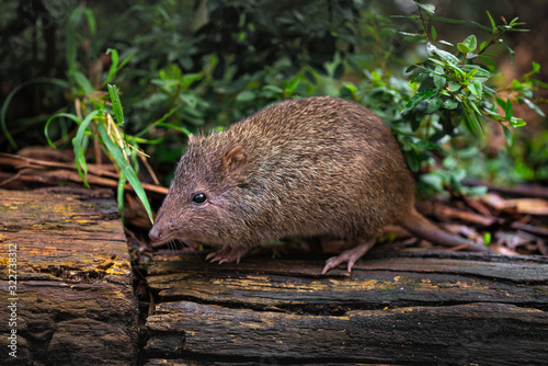 Long Nosed Potoroo, checking out my camera gear