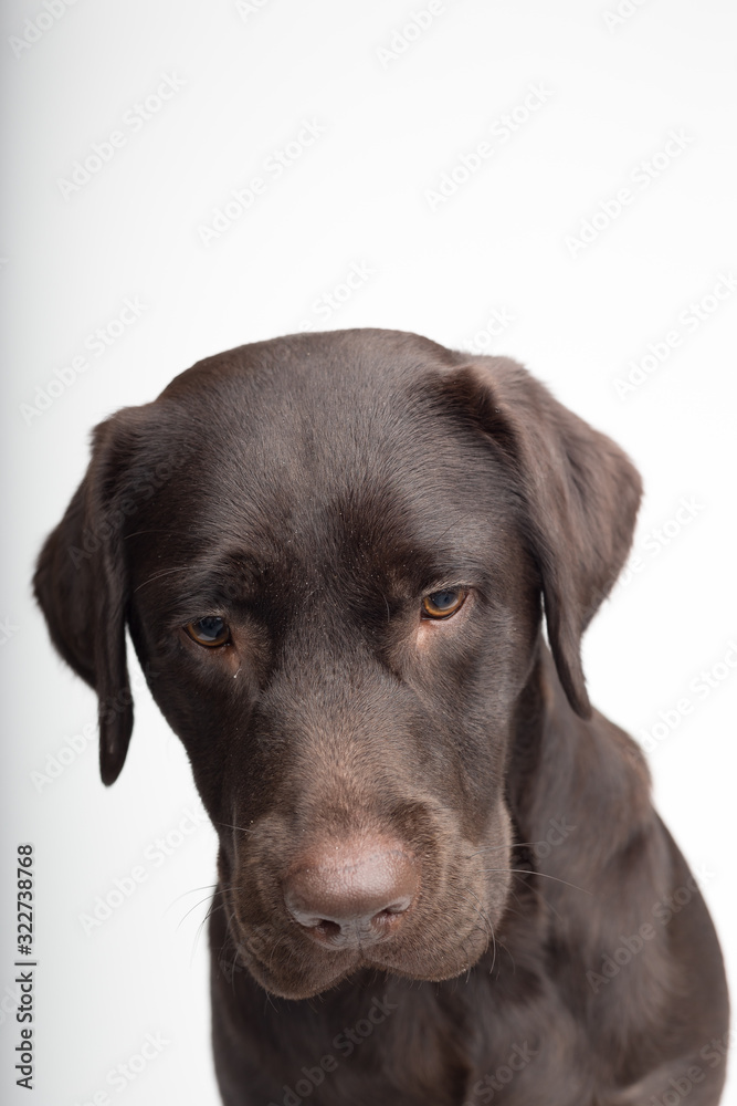 Brown labrador puppy dog with white background in studio looking into camera Brown labrador puppy dog with white background in studio looking into camera