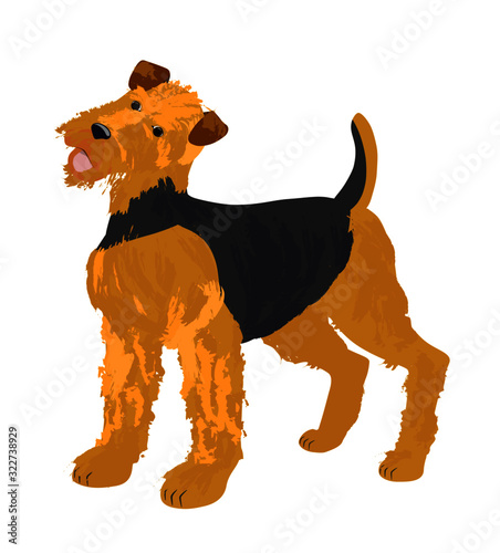 Funny Airedale terrier on the white background. Vector illustration