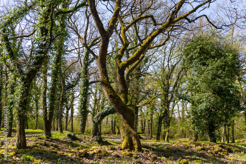Arbre entrelacé couvert de mousse en forêt sous une lumière de printemps Arbre entrelacé couvert de mousse en forêt sous une lumière de printemps
