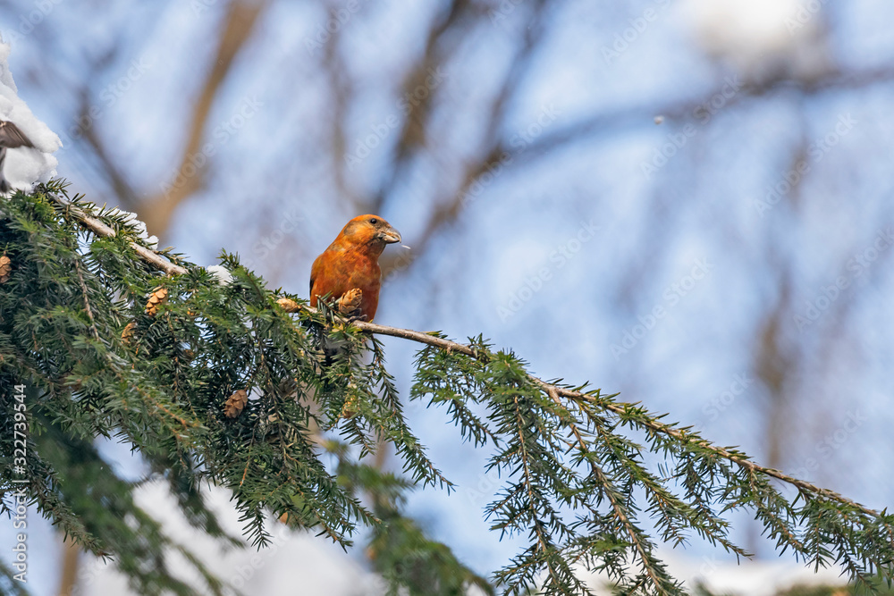 Fototapeta premium The red crossbill (Loxia curvirostra) is a small passerine bird in the finch family Fringillidae. 