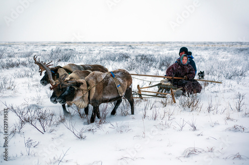 The extreme north, The Yamal Peninsula, tundra, open area, assistant reindeer breeder, young girl with man rides reindeer harness