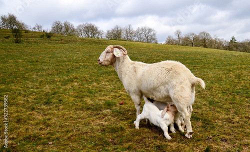 mother goat feeding baby in meadow on a hill