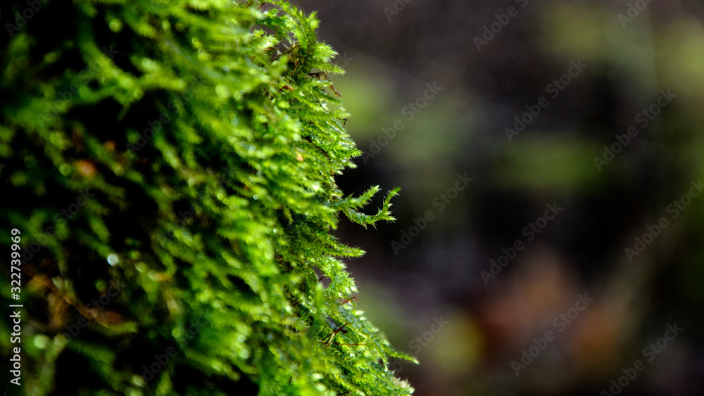 Mousse verte fuyante et rebelle sur tronc en sous-bois