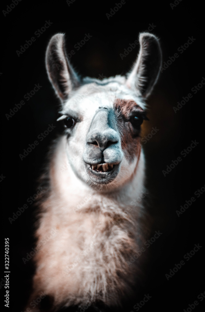 Obraz premium Portrait d'un lama de plusieurs couleurs