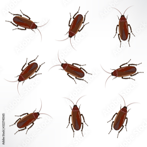 cockroach isolated on the white backgroung illustration vector