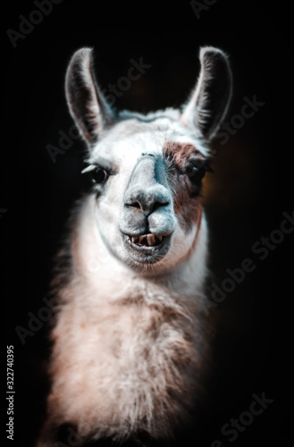Portrait d'un lama de plusieurs couleurs