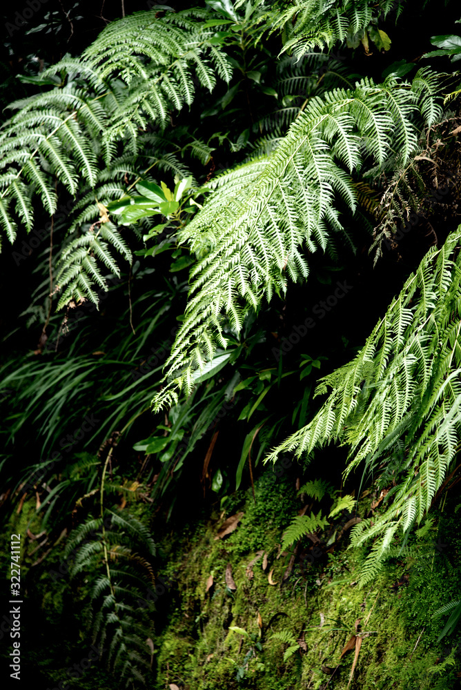 Fototapeta premium fern in the forest photo wallpaper