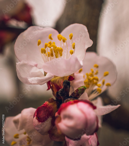 Crerry tree blooming photo