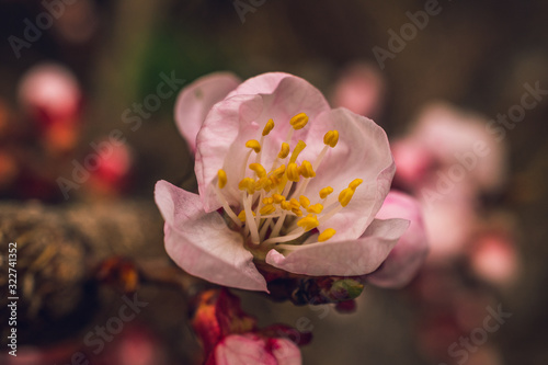 Crerry tree blooming photo