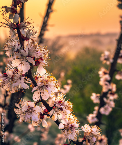 Crerry tree blooming photo