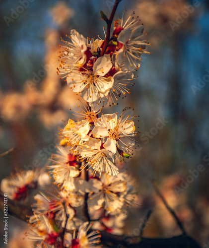 Crerry tree blooming photo
