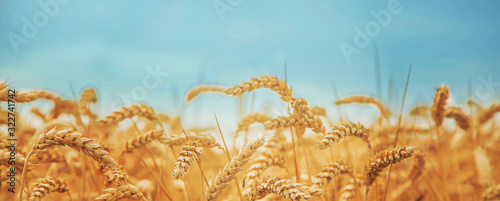 Wheat field on a sunny day. Selective focus.