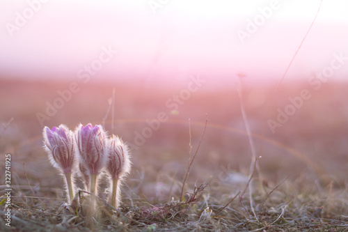 flower pulsatilla patens  blooms
