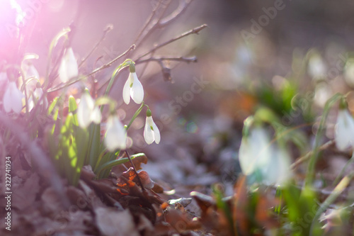 First snowdrops in the forest.