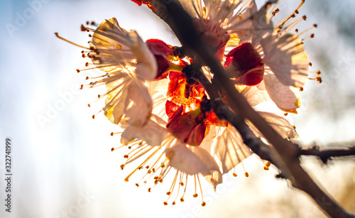 Crerry tree blooming photo