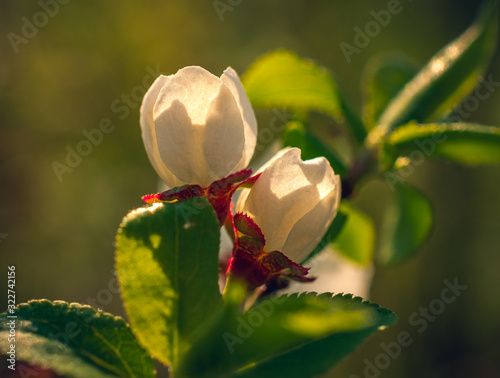 Crerry tree blooming photo